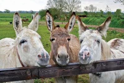 Residents of The Donkey Sanctuary in Liscarroll, Co. Cork, extend a warm welcome to visitors.